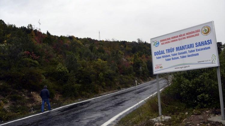 Zonguldak'ta trüf mantarı tespit edildi