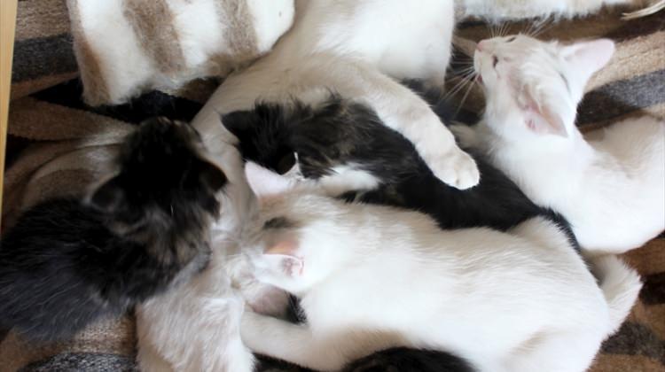 Van kedisi, annesiz kalan yavruları emziriyor