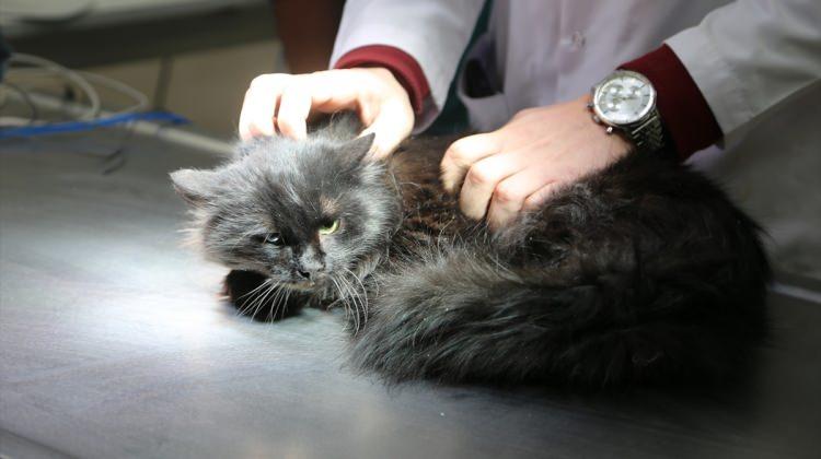 Yaralı sokak kedisi ameliyat edildi