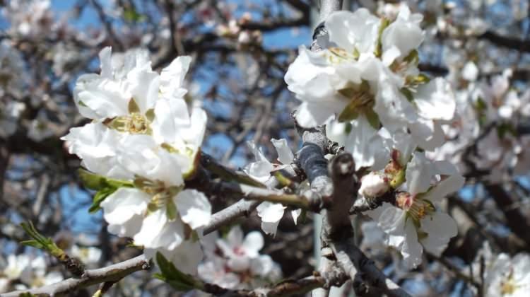 Mersin'de meyve ağaçları çiçek açtı