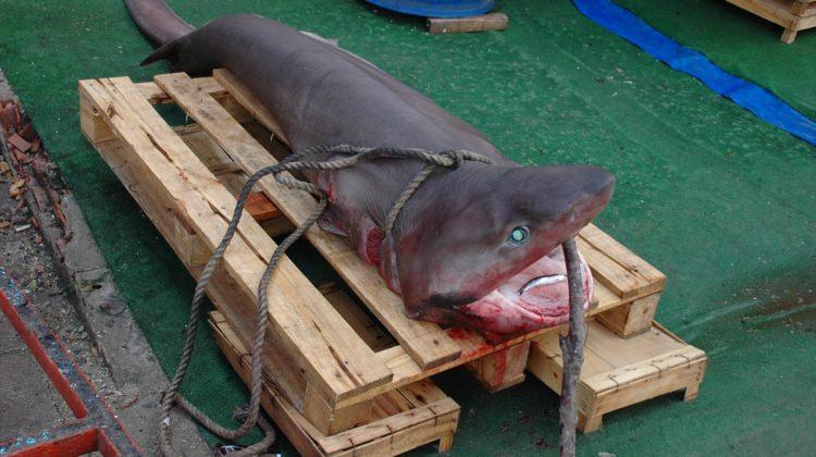 Marmara'da köpek balığı yakalandı