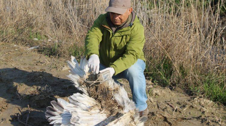 Yunanistan'ın sinyalle izlediği tepeli pelikan Söke'de ölü bulundu