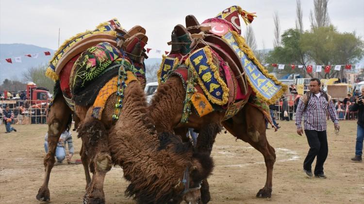 Germencik'de deve güreşi festivali yapıldı