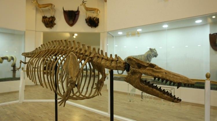 Gaziantep Zooloji ve Doğa Müzesi 23 Nisanda kapılarını açacak