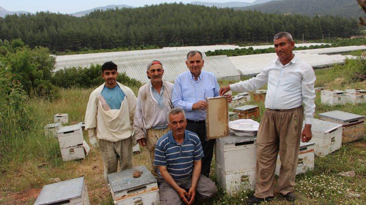 Kumluca'da narenciye balı hasadı başladı