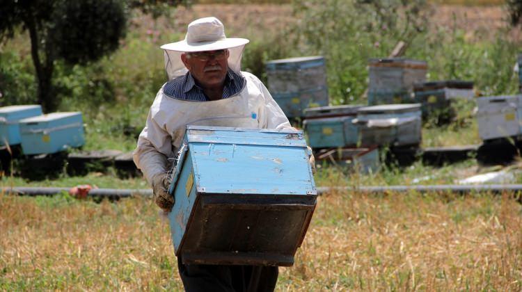 Adana'da 41 arı kovanı çalındı