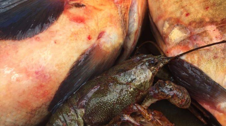 Abant Gölü'nde istilacı balık türleriyle mücadele