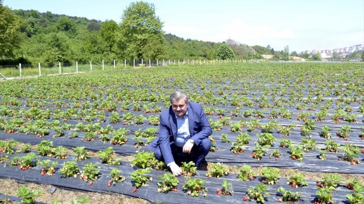 Milletvekili Çaturoğlu çilek bahçesini gezdi