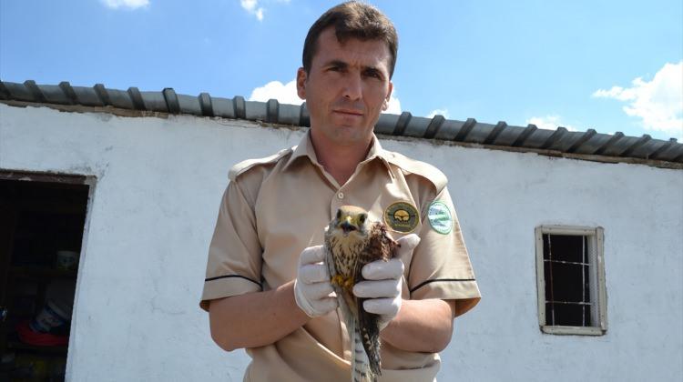 Aksaray'da Kerkenez kuşu tedavi altına alındı