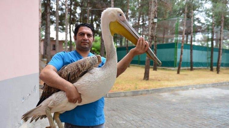 Pelikan için 500 kilometre kat ettiler