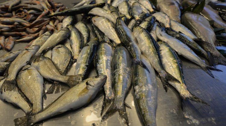 "Kültür balıkçılığında hedef 5 bin ton üretim"
