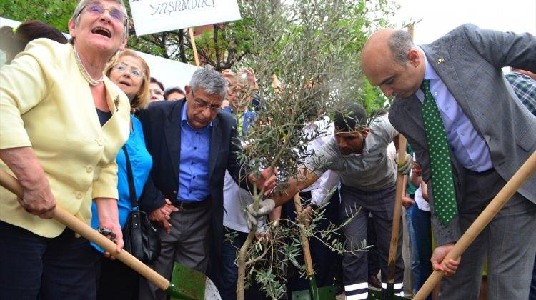 Bakırköy Belediye Başkanı Kerimoğlu zeytin ağacı dikti