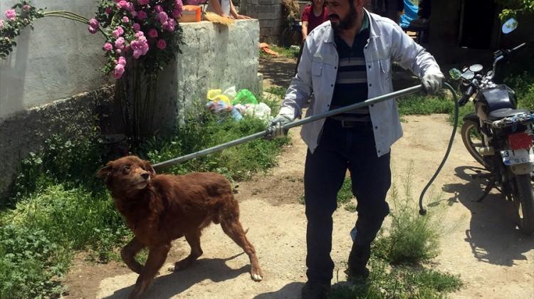 Elbistan ve Afşin'de sokak köpekleri toplandı