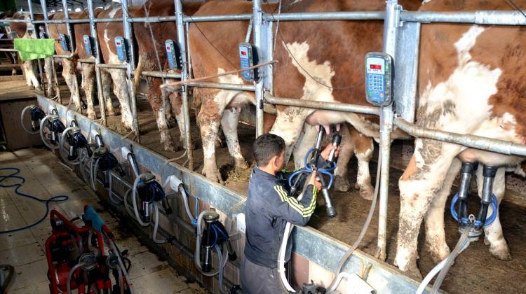 Avusturya heyeti, Kars'taki süt üretme tesislerini inceledi