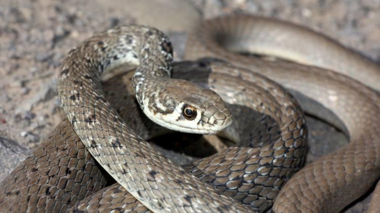 Bayburt'ta ok yılanı fotoğraflandı