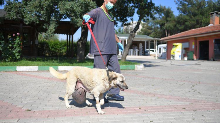 Sokak köpeğinin karnından 6 kiloluk tümör çıkarıldı
