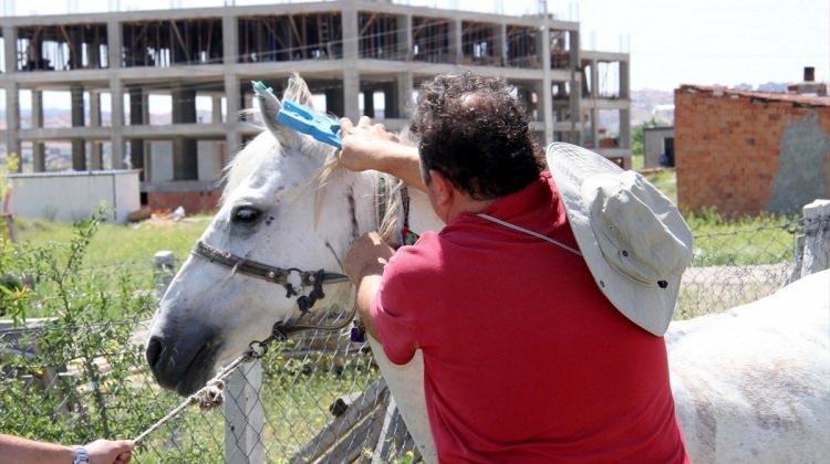 Eskişehir'de başıboş atlara çip takıldı