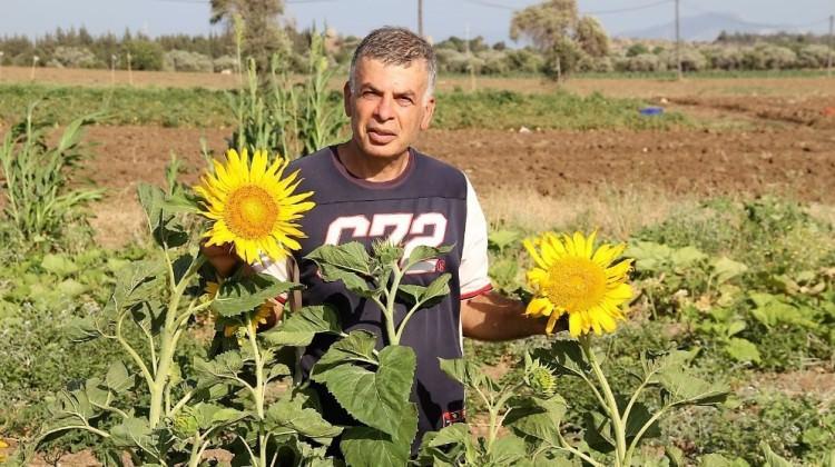 Datça’da ilk yerel tohum hasadı yapıldı