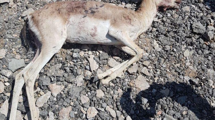 Gölbaşı'nda mahalleye inen geyik, köpekler tarafından öldürüldü