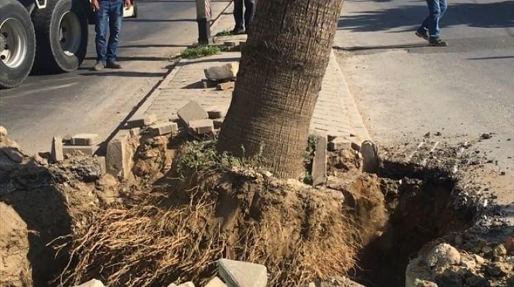 Salihli'de palmiye ağaçları  sökülerek parklara taşındı