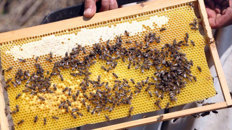 Doğru zirai ilaçlama arı ölümlerini engelledi