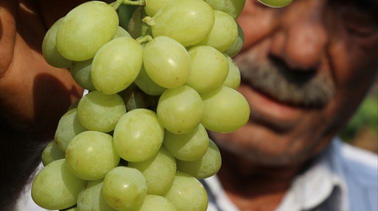 Manisa'da "Sultaniye" cinsi üzümün hasadı başladı