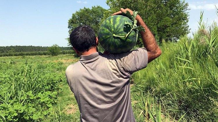 'Her yıl yarım milyon ton karpuz çöpe gidiyor'