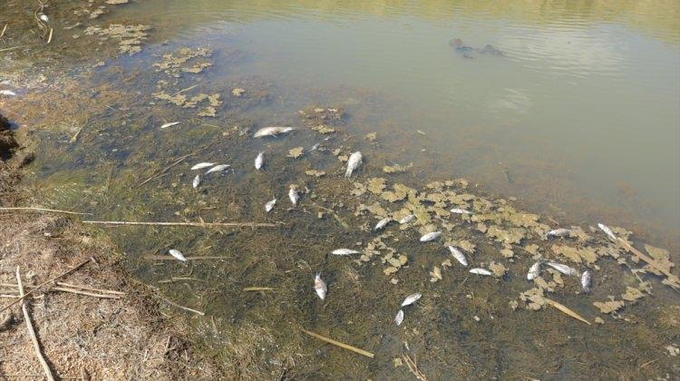 Obruk Gölü'nde balık ölümleri