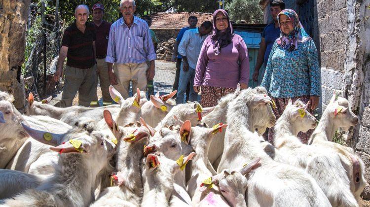 İzmir ve Manisa'da keçi desteği