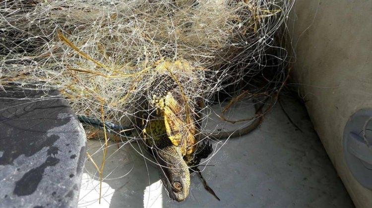 Balıkçı ağlarına takılan su kaplumbağaları kurtarıldı