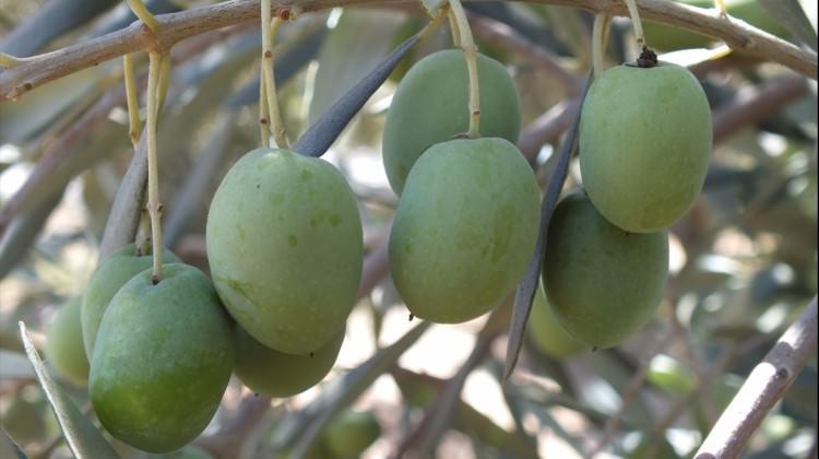Silifke zeytin üretiminde iddialı