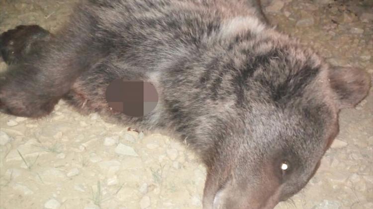 Karabük'te yavru ayı ölüsü bulundu