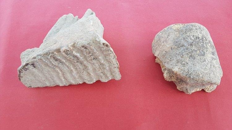 Adana'da fil kalıntıları bulundu
