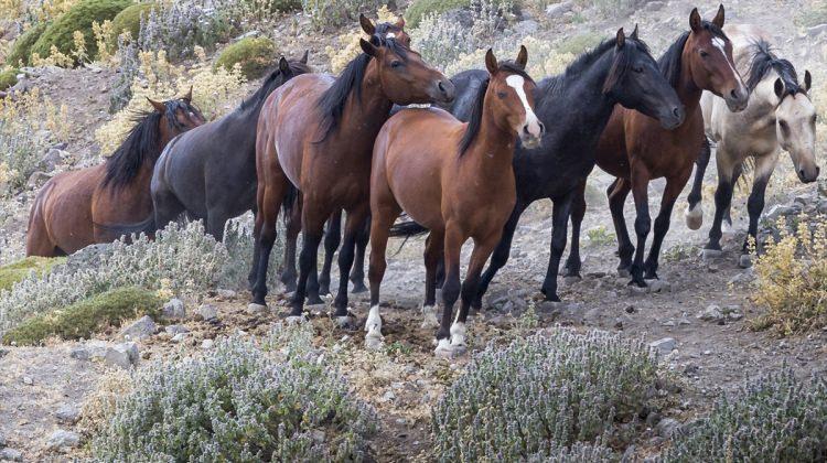 Karadağ'daki yılkı atları toplanma merkezine alınıyor
