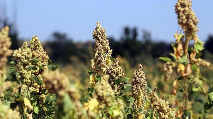 Tekirdağ'da yılın son kinoa hasadı yapıldı