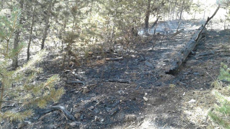 Kars'taki orman yangını söndürüldü
