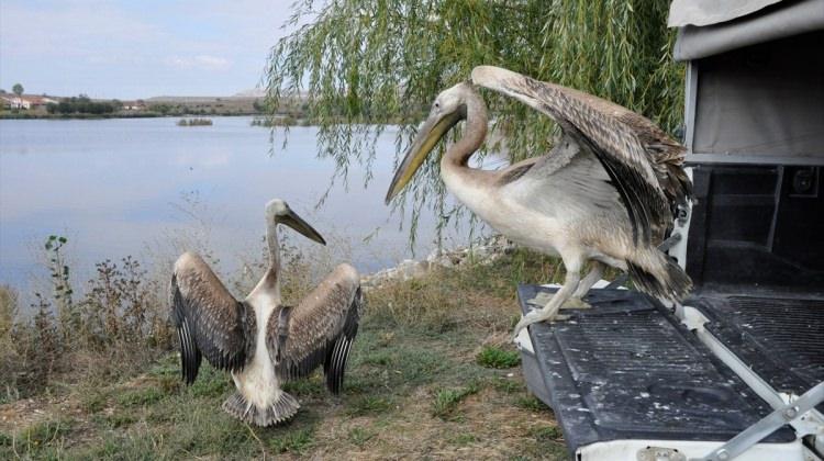 Tedavisi tamamlanan pelikanlar doğaya salındı