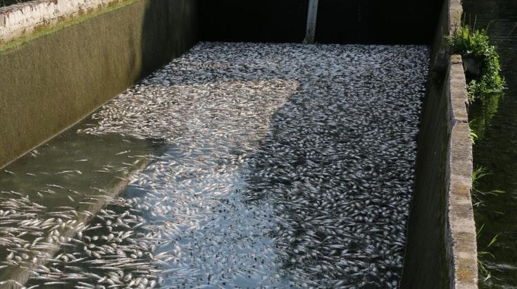 Denizli'de balık ölümleri