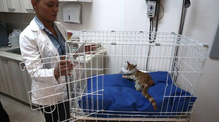 Korkuluk demirlerinin üzerine düşen kedi tedavi edildi