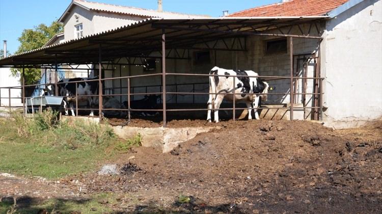 Tekirdağ'da hayvan hırsızlığı iddiası