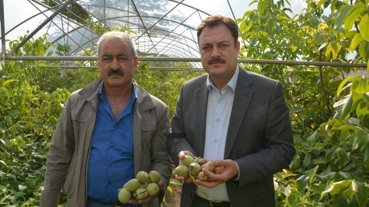 Adilcevaz'da ceviz hasadı başladı