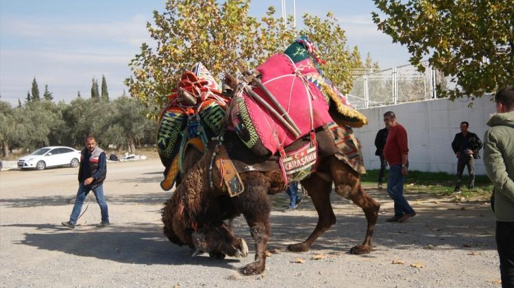 Balıkesir'de güreşçi develere havut giydirildi