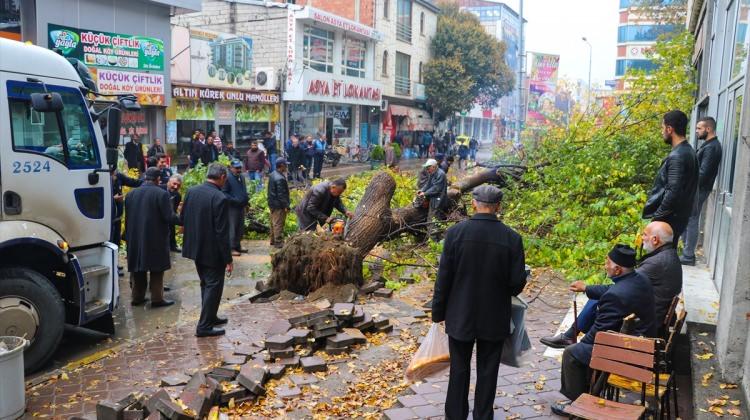 Devrilen 120 yıllık çınar ağacı paniğe neden oldu