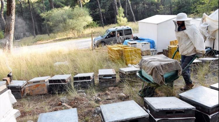 Çam balında hasat yüzleri güldürdü