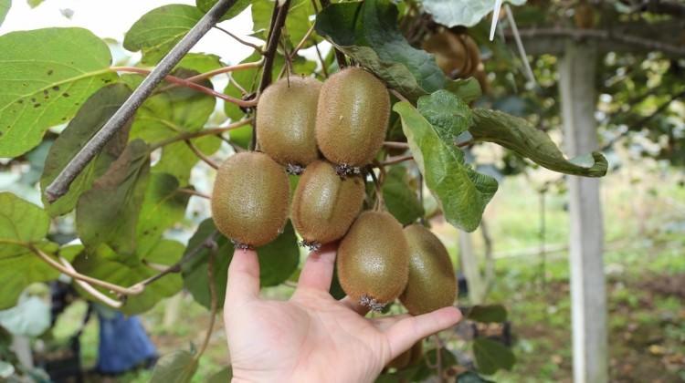 Ordu'da kivi hasadı başladı