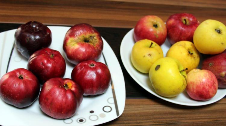 Posof'un "içi kırmızı elması"nın üretimi artırılacak