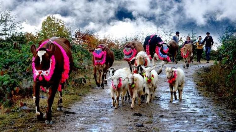 Doğu Karadeniz’de 'yayla göçü' sona erdi
