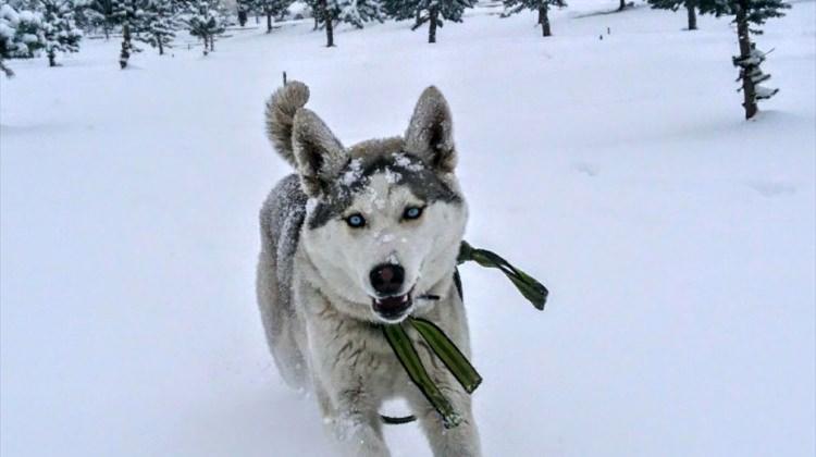 Sibirya Kurdu Rosha'nın ilk kar sevinci