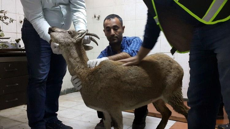 Tunceli'de hasta yaban keçisi tedavi altına alındı