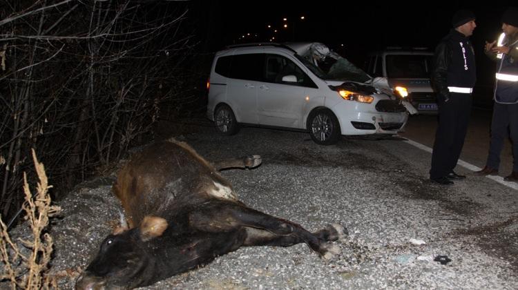 Otomobilin çarptığı inek aracın camından içeri girdi